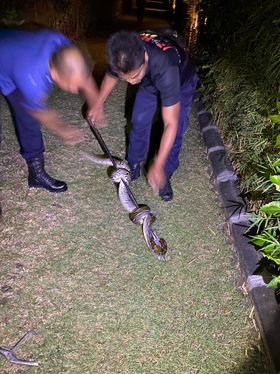 Tamu tak diundang