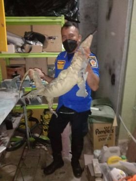 evakuasi kadal dari rumah warga