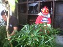 Kebakaran di Perumahan Mutiara