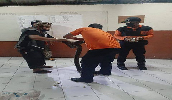 Penemuan Ular di Jalan Pulau Moyo