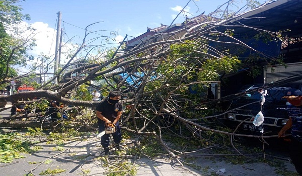 Pohon Tumbang Menghalangi Jalan di Jalan Pidada
